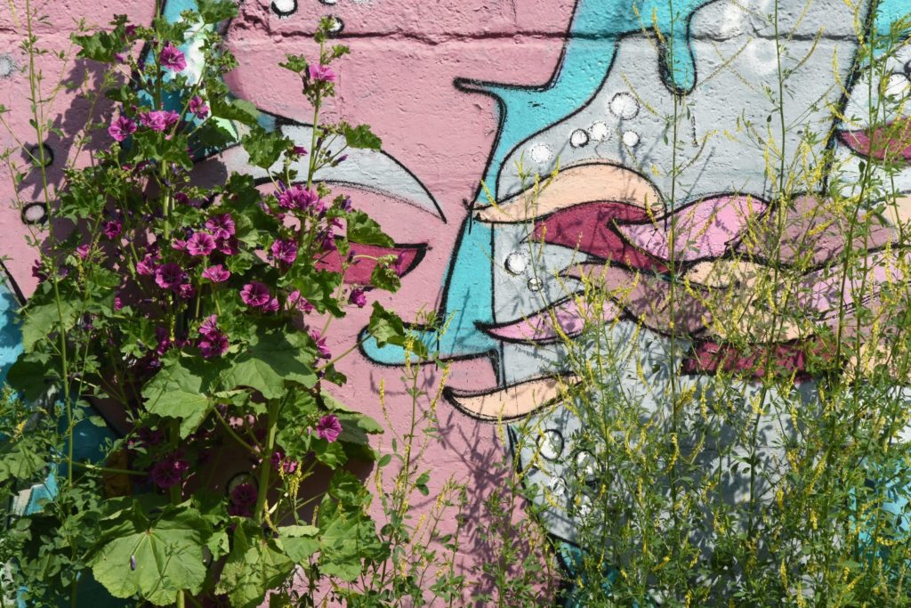 Blühende Malven und Büschelschön vor der Wand der Halle des GarageLab e.V.