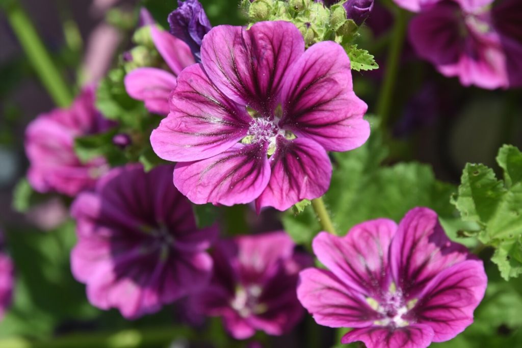 Lila Malvenblüten in Nahaufnahme