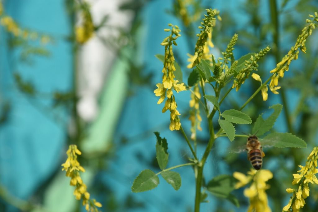 Eine Wildbiene sucht Nektar an einer gelben Blüte. Im Hintergrund ist eine Wand mit Grafitis